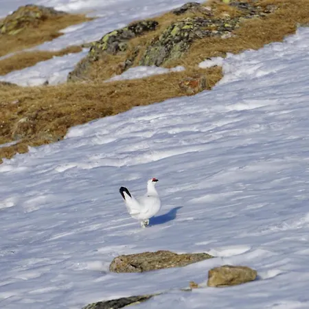 Haus Staud Apartman *