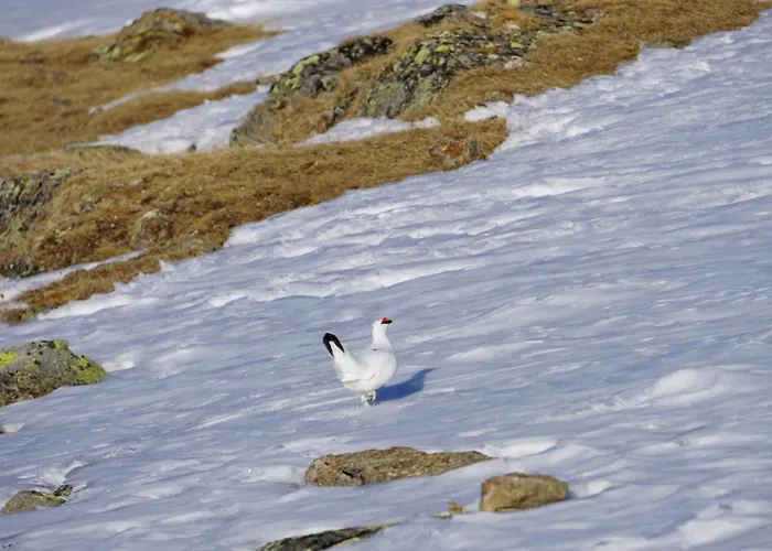 Haus Staud Apartamento *